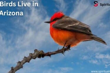 Red Birds Live in Arizona