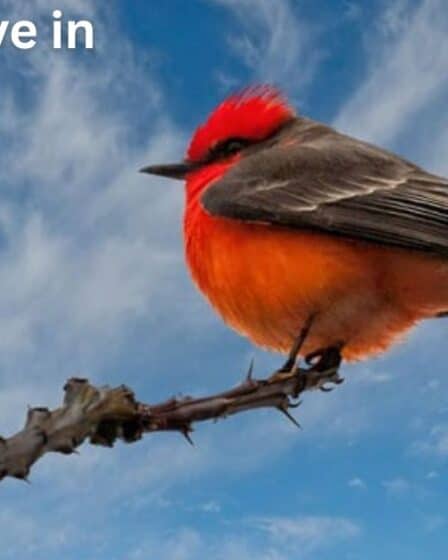 Red Birds Live in Arizona