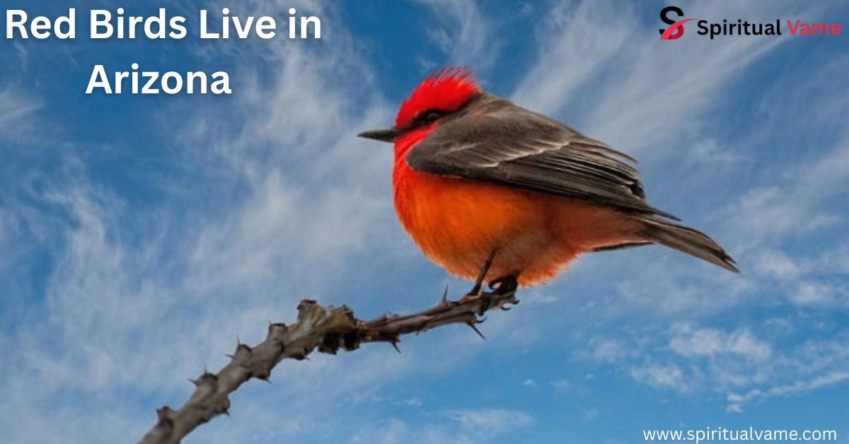 Red Birds Live in Arizona