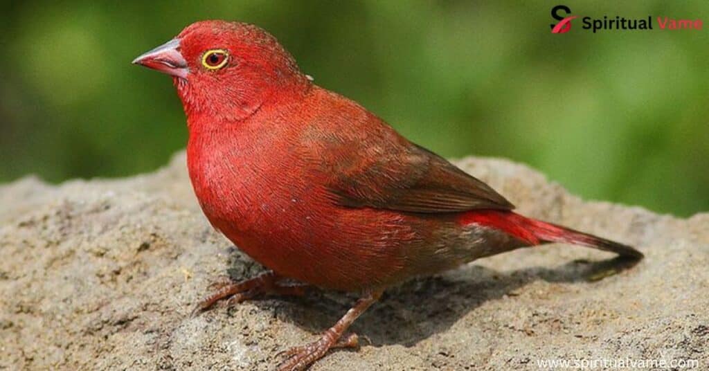 Red Birds Live in Arizona 