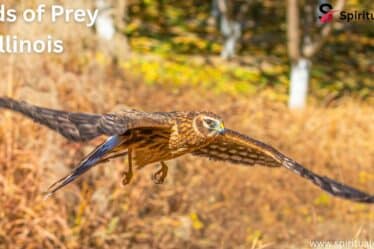 Birds of Prey Illinois