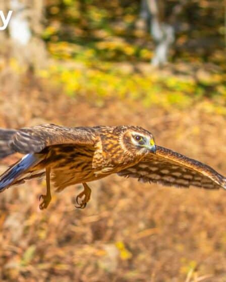 Birds of Prey Illinois