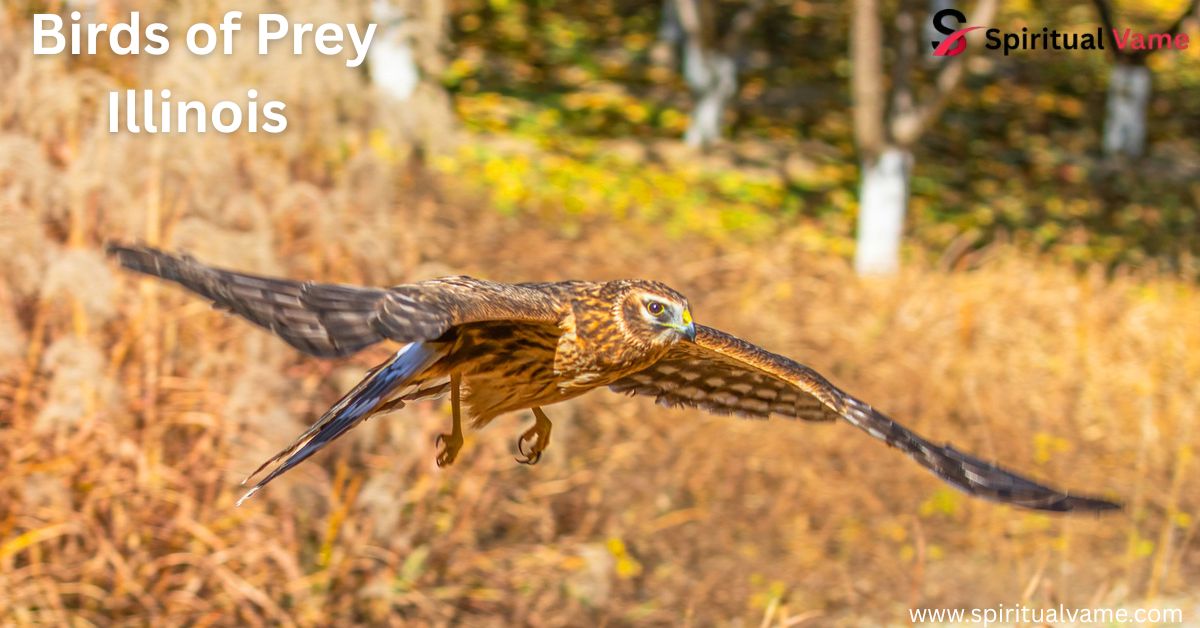 Birds of Prey Illinois