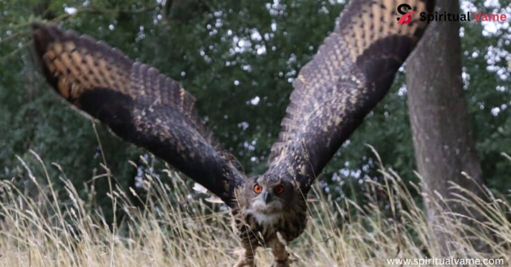 Birds of Prey Illinois
