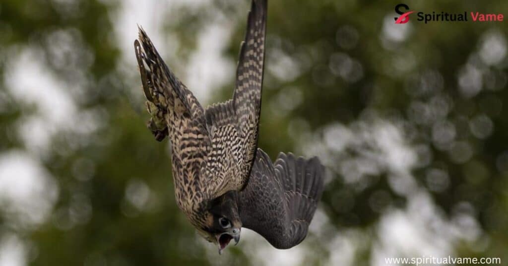 Birds of Prey Illinois