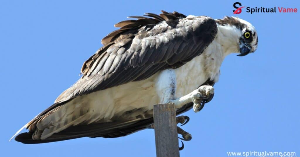 California Birds of Prey