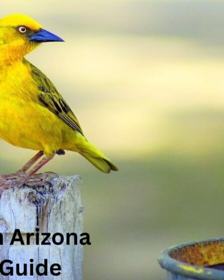 Yellow Birds in Arizona | A Colorful Guide