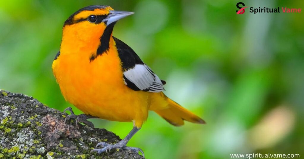 Yellow Birds in Arizona | A Colorful Guide 