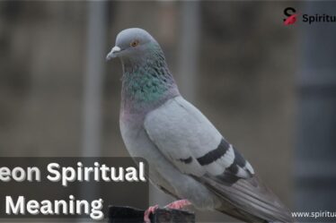 Pigeon Spiritual Meaning