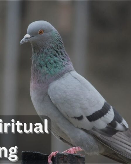 Pigeon Spiritual Meaning