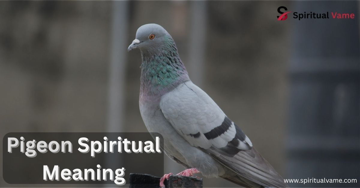 Pigeon Spiritual Meaning