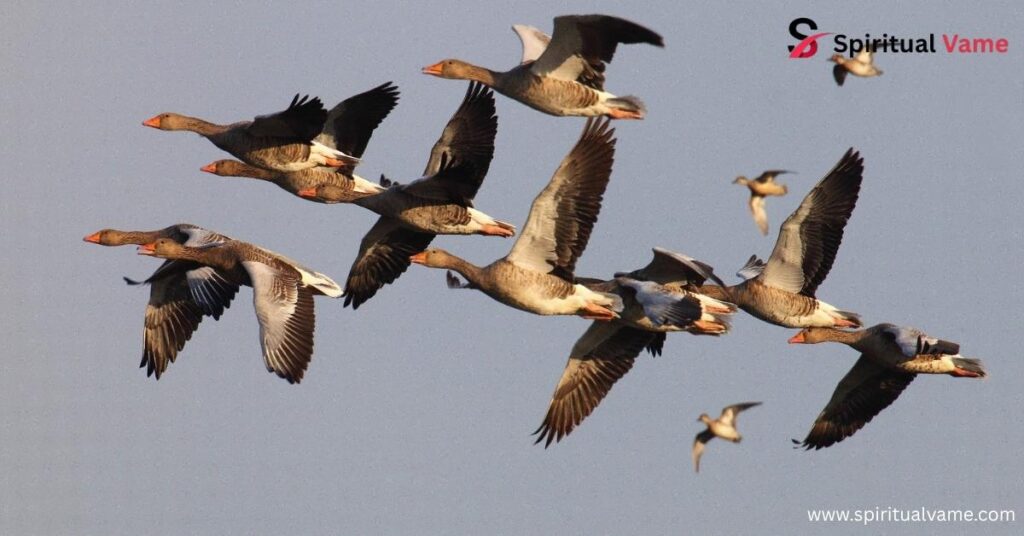 Origins of long-distance migration