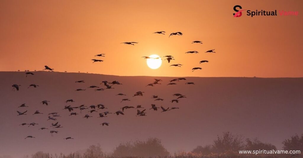 How do birds navigate?
