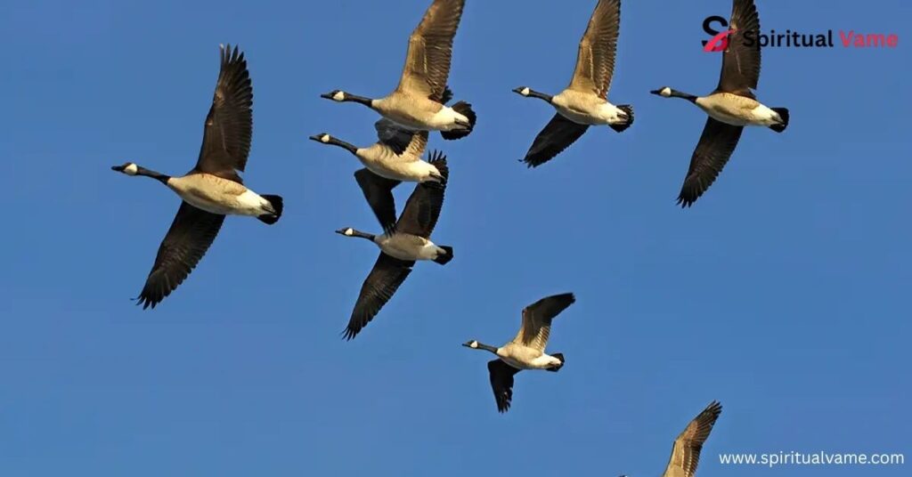 Studying migration