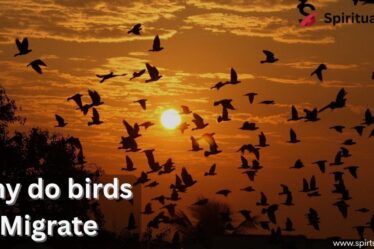 why do birds migrate