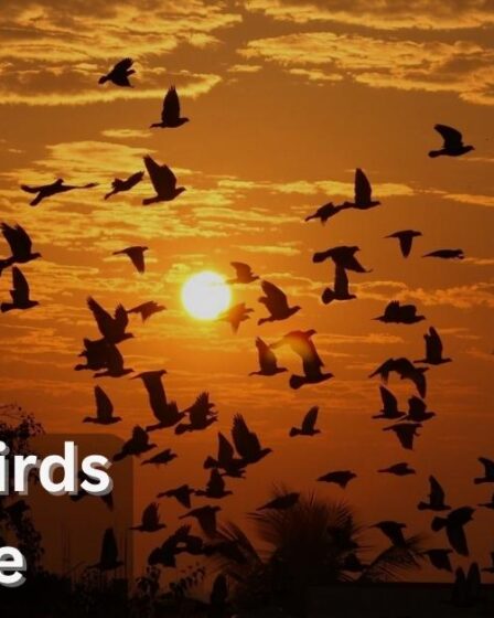 why do birds migrate