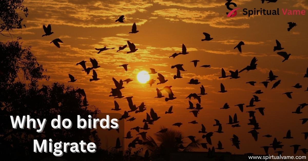 why do birds migrate