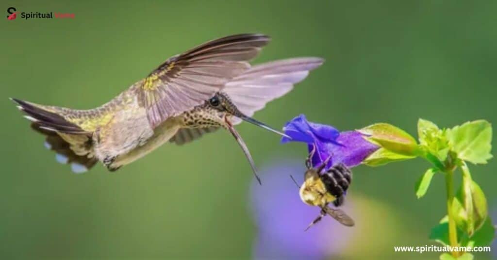 Plant a Pollinator Garden