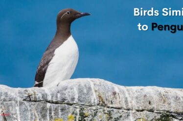Birds Similar to Penguin