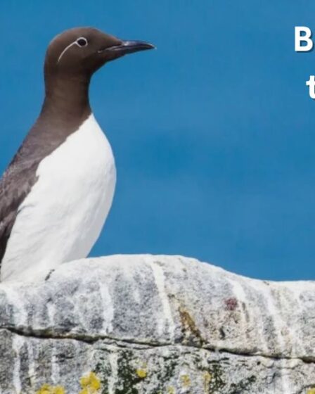 Birds Similar to Penguin