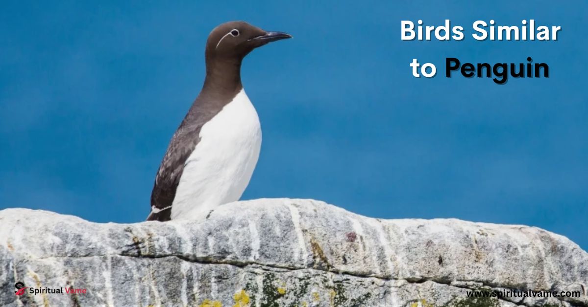Birds Similar to Penguin
