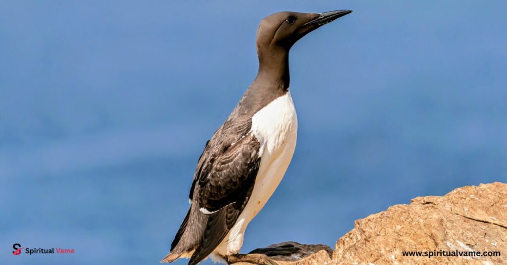5 Birds Similar to Penguin