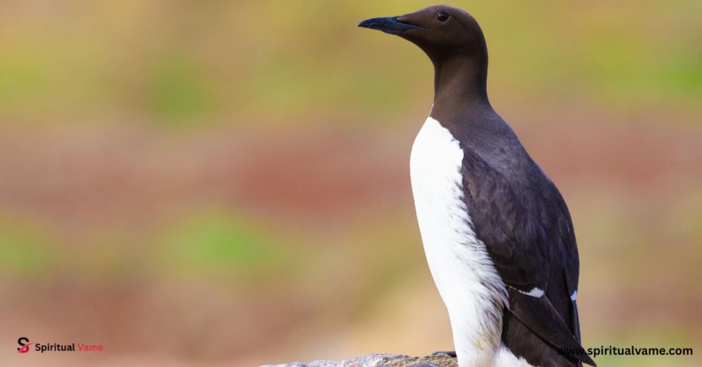 Birds Similar to Penguin
