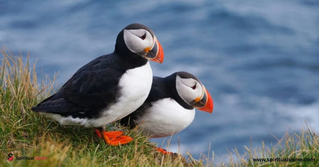 What Other Birds Are Mistaken for Penguins?