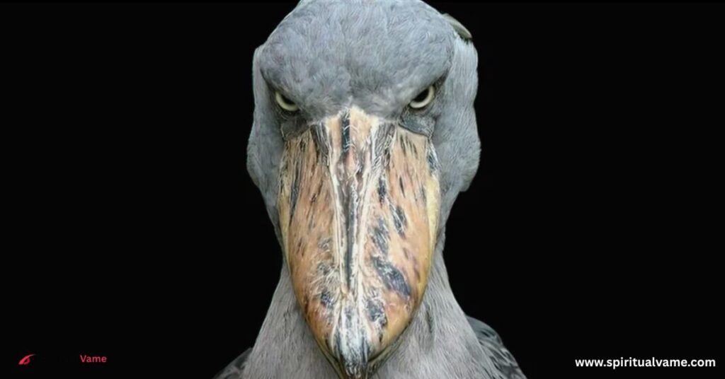 22 Actual Angry Birds That Are Outraged By Your Existence