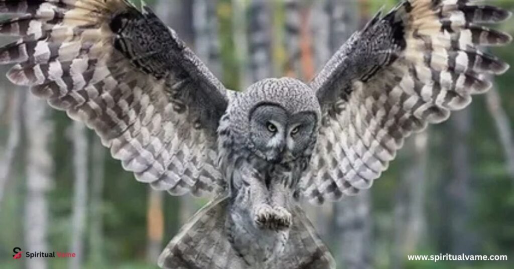 This Owl's Wrath Will Not Be Ignored