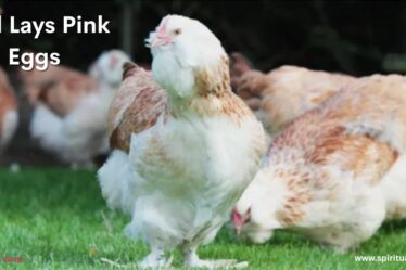 Bird Lays Pink Eggs