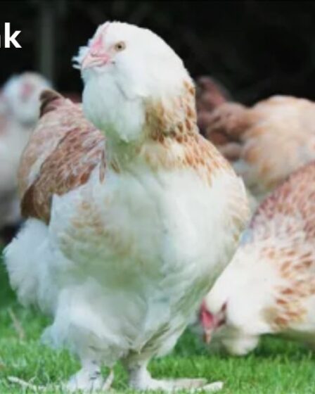 Bird Lays Pink Eggs