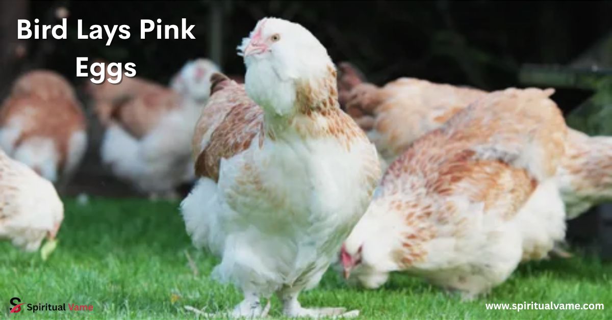 Bird Lays Pink Eggs