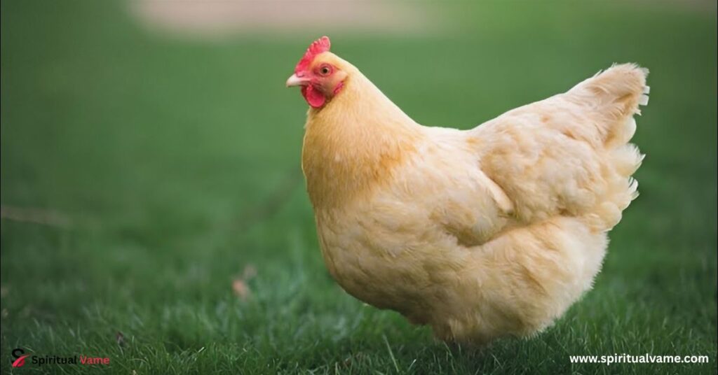 Chicken Keeping Made Simple