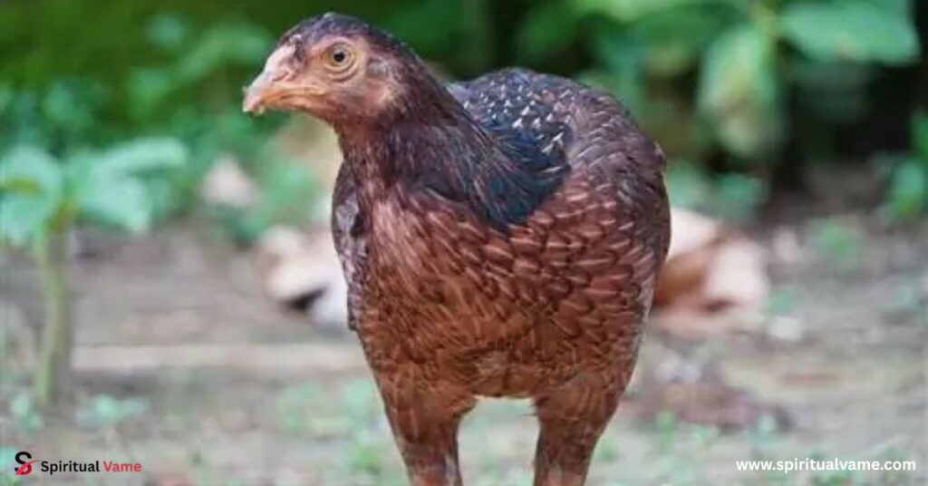 What Chickens Lay Pink Eggs?