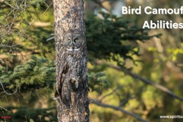 Bird Camouflage Abilities