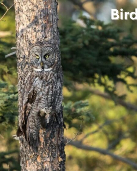 Bird Camouflage Abilities