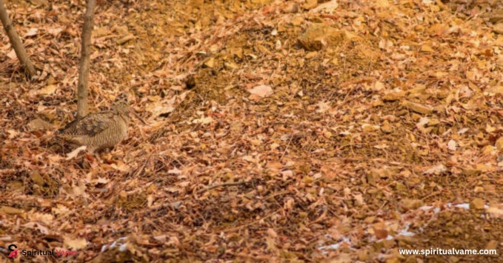Bird Camouflage Abilities| Nature’s Clever Disguise