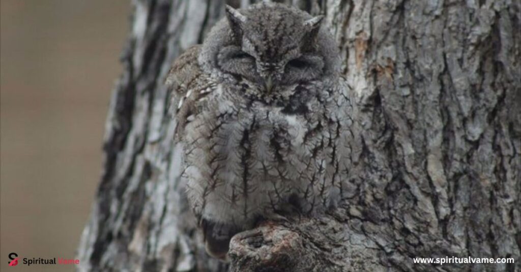 13 Bird Camouflage Abilities 
