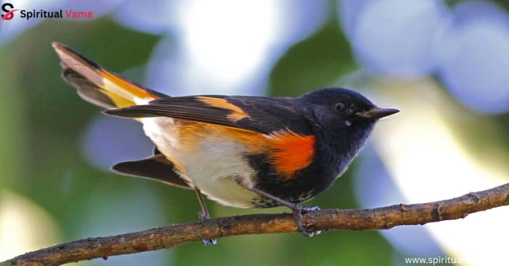  American Redstart