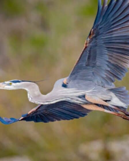 Great Blue Heron