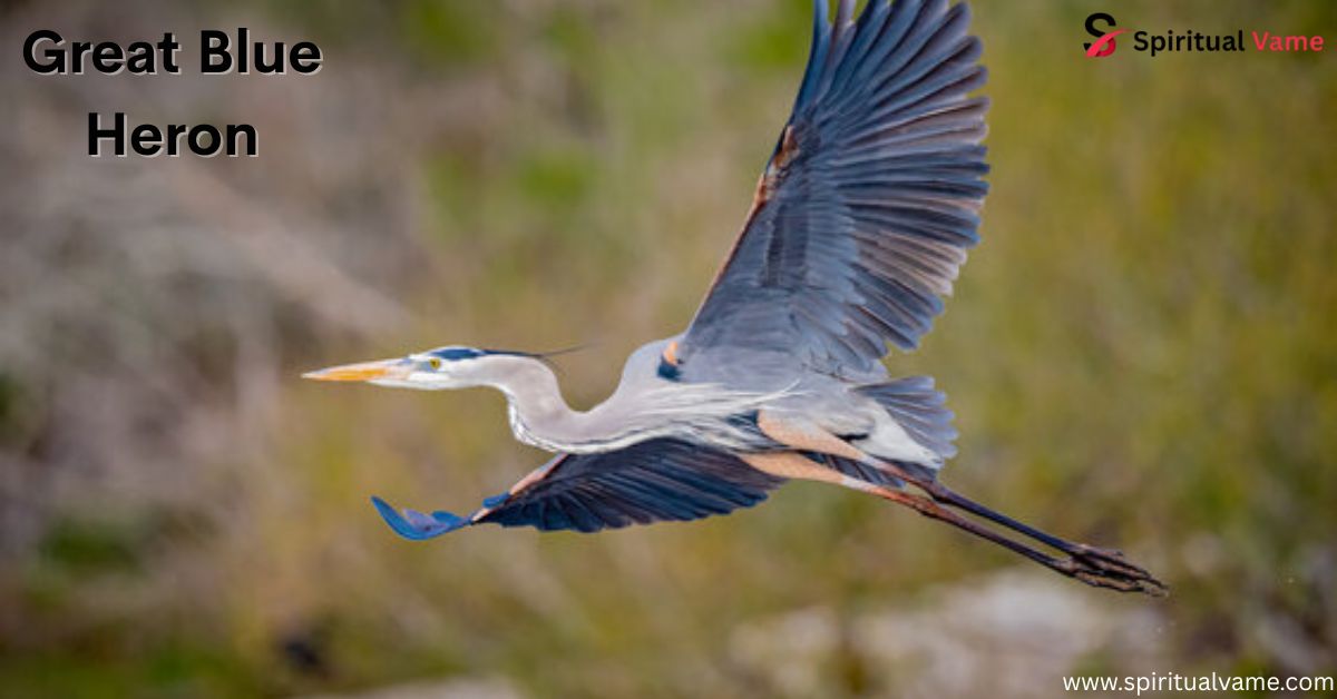 Great Blue Heron