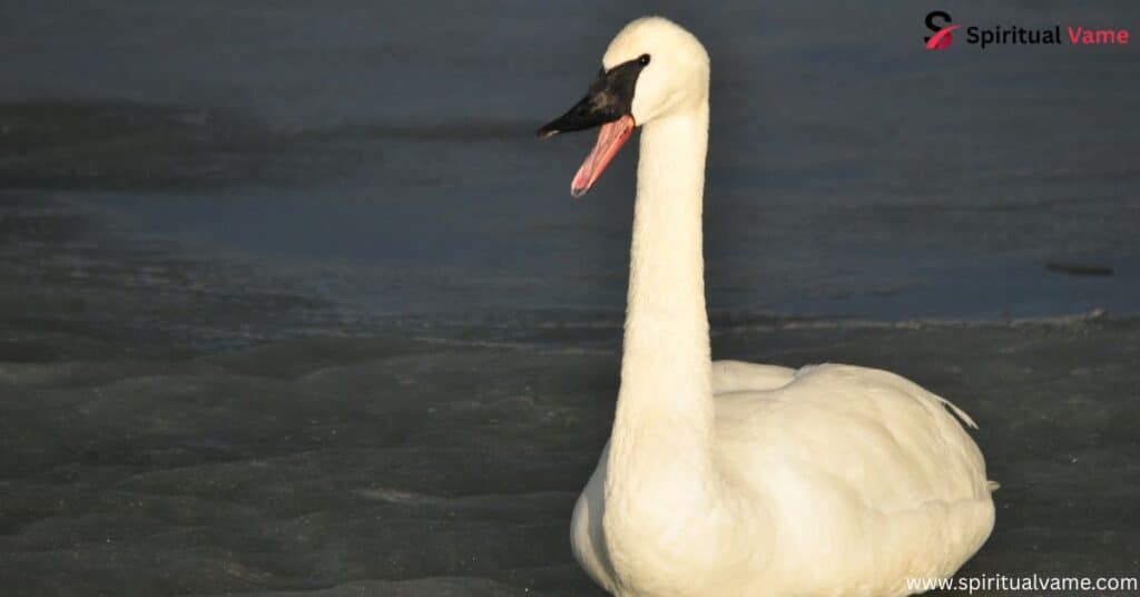 Trumpeter Swan (Cygnus buccinator)