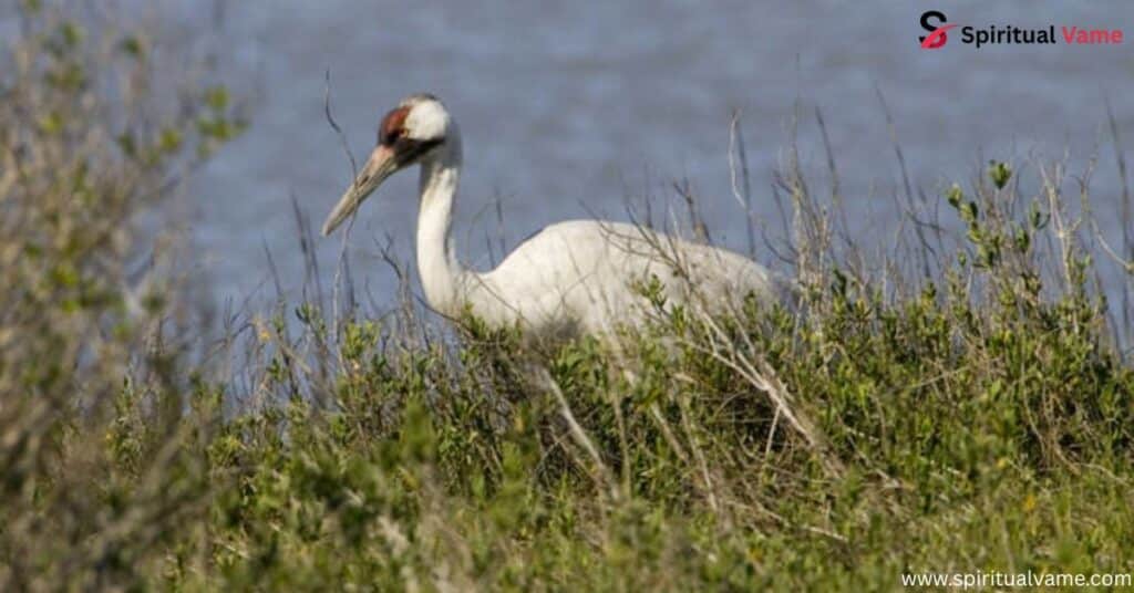 Whooping Crane (Grus americana)