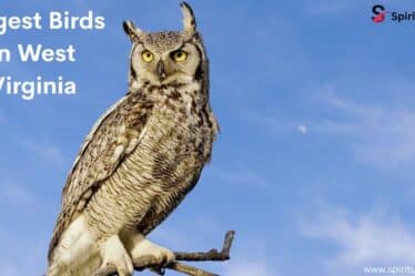 Largest Birds in West Virginia