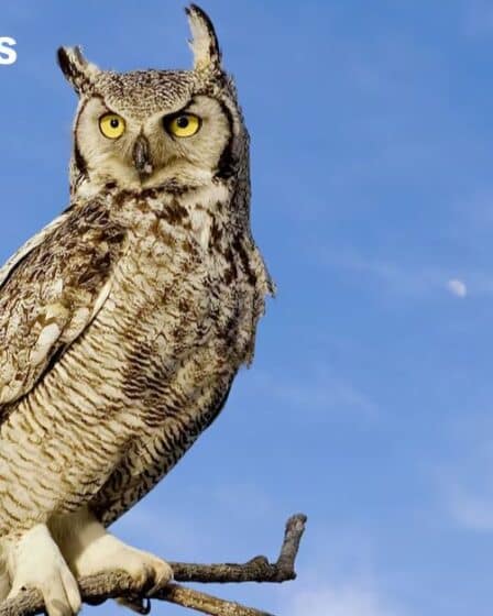 Largest Birds in West Virginia