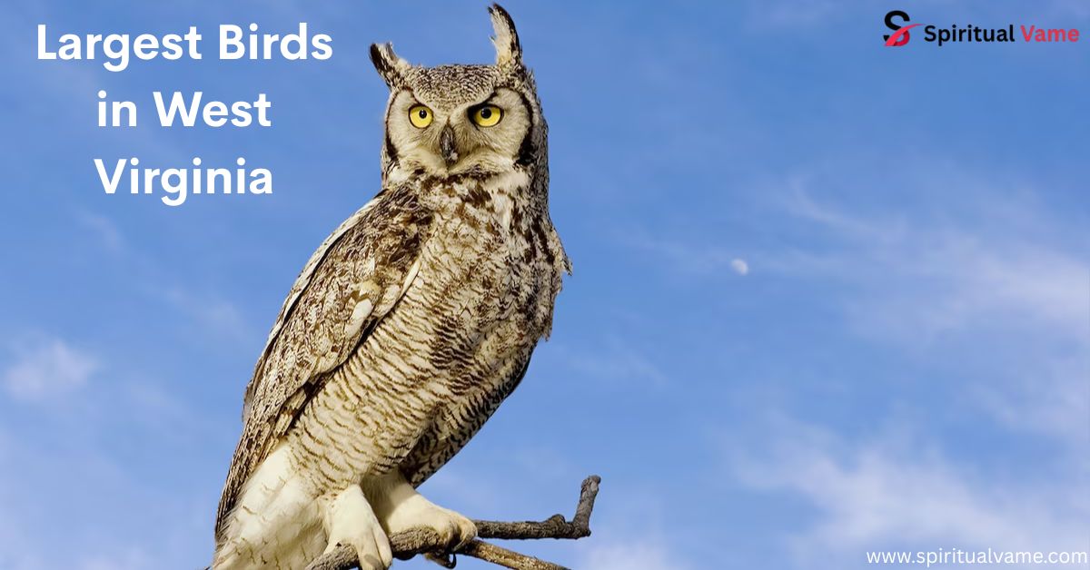 Largest Birds in West Virginia