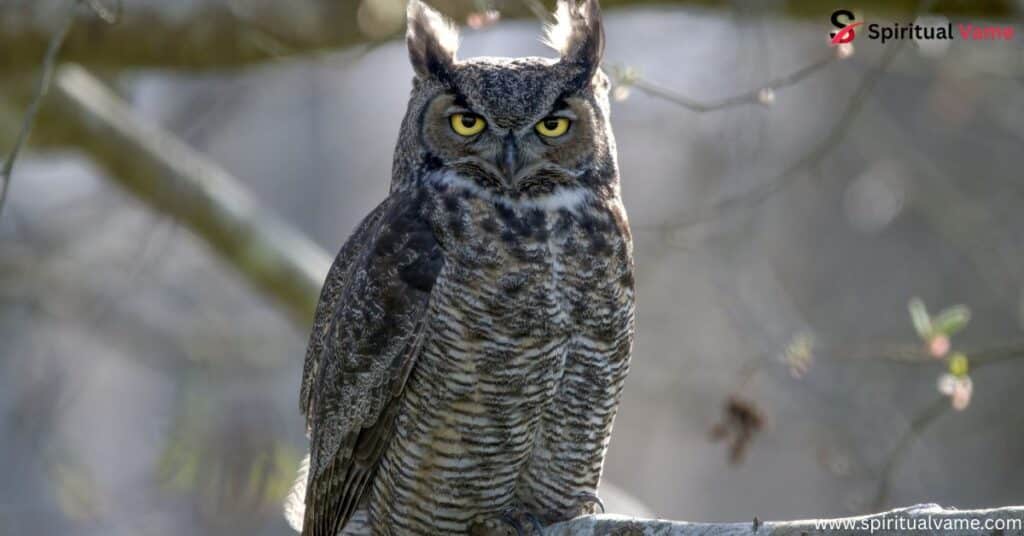 The biggest birds you can see in West Virginia