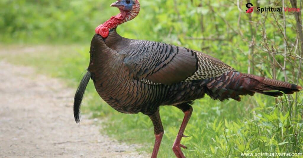Wild Turkey