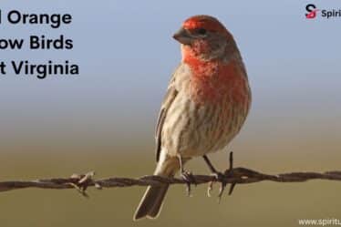 Red Orange Yellow Birds West Virginia